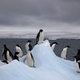 Pingüinos Adelia en un glaciar. Wikimedia Commons